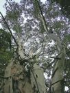 Eucalyptus grandis