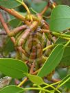 Eucalyptus grossa