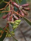 Eucalyptus grossa