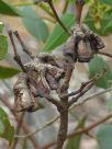 Eucalyptus grossa