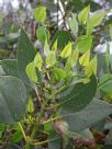 Eucalyptus grossa