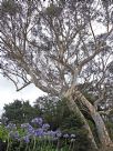 Eucalyptus haemastoma