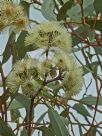 Eucalyptus incrassata