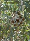 Eucalyptus kingsmillii alatissima