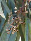 Eucalyptus largiflorens