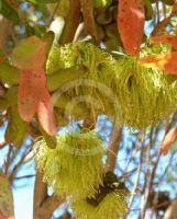 Eucalyptus lehmannii