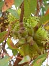 Eucalyptus lehmannii