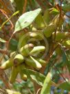 Eucalyptus lehmannii