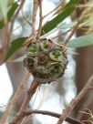 Eucalyptus lehmannii