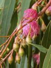 Eucalyptus leucoxylon megalocarpa