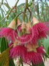 Eucalyptus leucoxylon megalocarpa