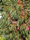 Eucalyptus leucoxylon megalocarpa