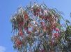 Eucalyptus leucoxylon megalocarpa