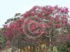 Eucalyptus leucoxylon megalocarpa