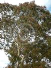 Eucalyptus leucoxylon megalocarpa