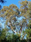 Eucalyptus leucoxylon