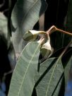 Eucalyptus longifolia