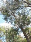 Eucalyptus longifolia