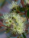 Eucalyptus macrandra