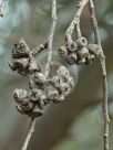 Eucalyptus macrandra