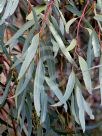 Eucalyptus macrandra