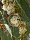 Eucalyptus mannifera mannifera