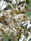 Eucalyptus mannifera mannifera