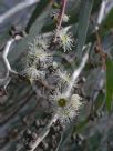 Eucalyptus mannifera mannifera