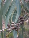 Eucalyptus mannifera mannifera