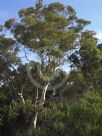 Eucalyptus mannifera mannifera