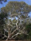 Eucalyptus mannifera mannifera