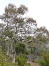 Eucalyptus mannifera mannifera