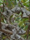 Eucalyptus megacornuta