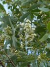 Eucalyptus melanophloia