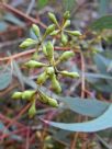 Eucalyptus melliodora