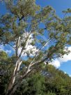 Eucalyptus melliodora
