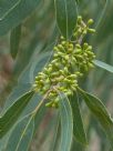 Eucalyptus michaeliana