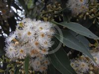 Eucalyptus microcorys