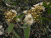 Eucalyptus microcorys