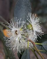 Eucalyptus nitida