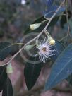 Eucalyptus nitida