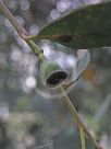 Eucalyptus nitida