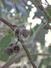 Eucalyptus nitida