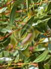 Eucalyptus nutans