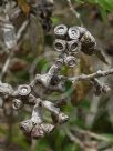 Eucalyptus nutans