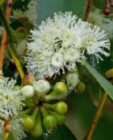 Eucalyptus obliqua