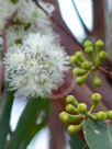 Eucalyptus obliqua