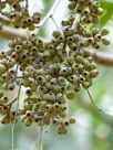 Eucalyptus obliqua