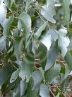 Eucalyptus obliqua