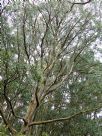 Eucalyptus obliqua